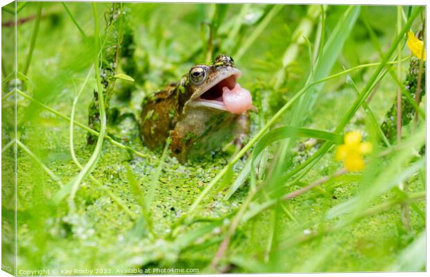Common Frog tongue Canvas Print by Kay Roxby
