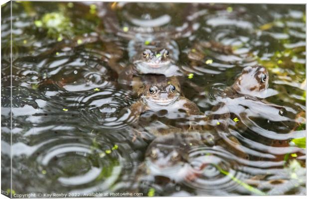 Common frogs in the rain Canvas Print by Kay Roxby