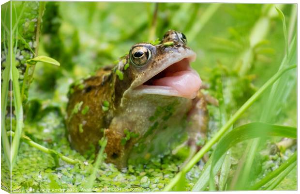 Common frog trying to catch insects in garden pond - UK Canvas Print by Kay Roxby