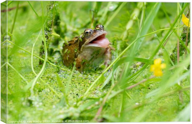 Common frog trying to catch insects in garden pond - UK Canvas Print by Kay Roxby