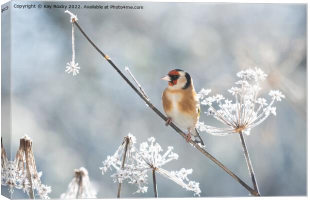 Goldfinch in frost Canvas Print by Kay Roxby
