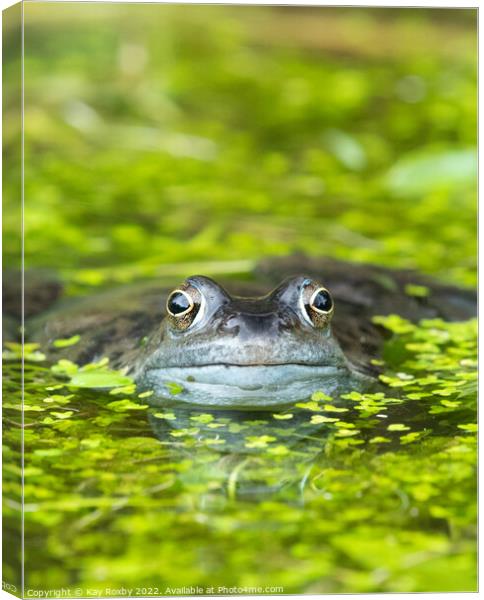 frog in pond surrounded by duckweed Canvas Print by Kay Roxby