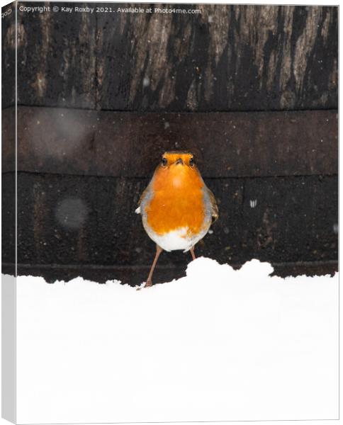 Snowy robin in Scotland Canvas Print by Kay Roxby