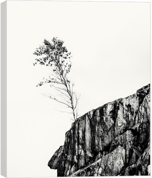  lone tree on the edge Canvas Print by Stephen Giles