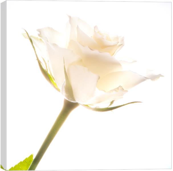 White rose Canvas Print by Stephen Giles