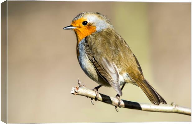 Robin on branch Canvas Print by Stephen Giles