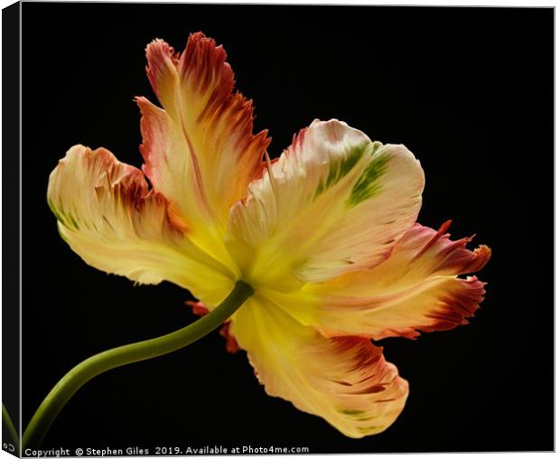 Parrot tulip Canvas Print by Stephen Giles
