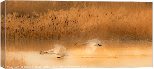 Swans landing at sunset Canvas Print by Stephen Giles