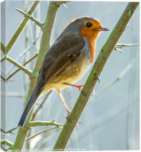 Robin in winter Canvas Print by Stephen Giles