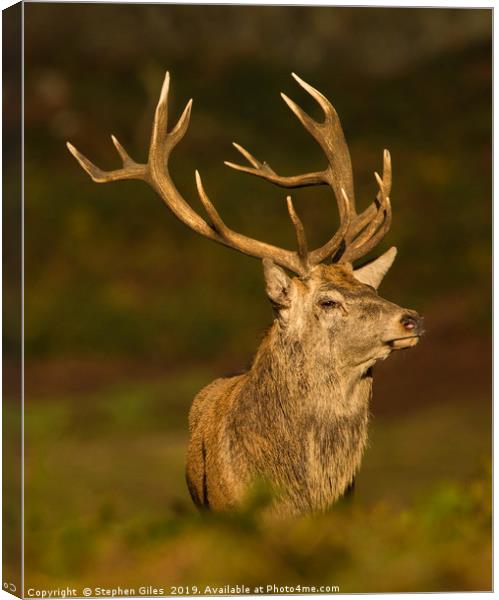 Proud stag Canvas Print by Stephen Giles