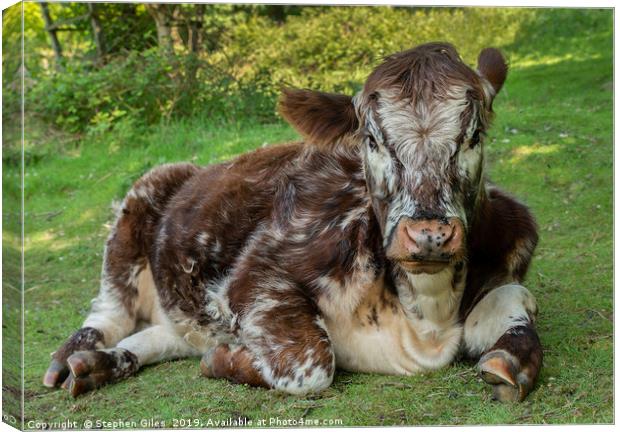 Lazy Hereford cow Canvas Print by Stephen Giles