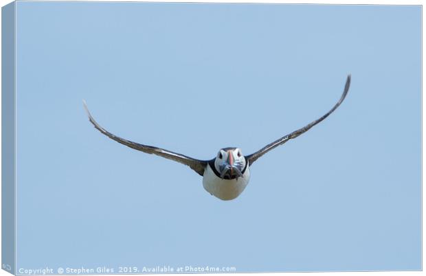 Puffin in flight with sand eels Canvas Print by Stephen Giles