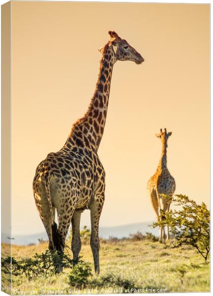 Giraffes on the move Canvas Print by Stephen Giles