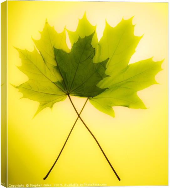 Two leaves Canvas Print by Stephen Giles