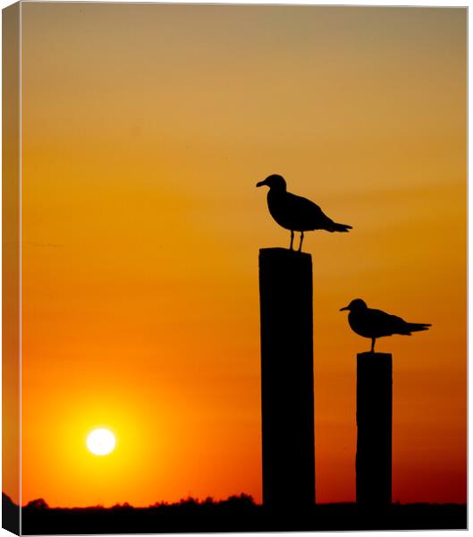 Seagull silhouette Canvas Print by Stephen Giles