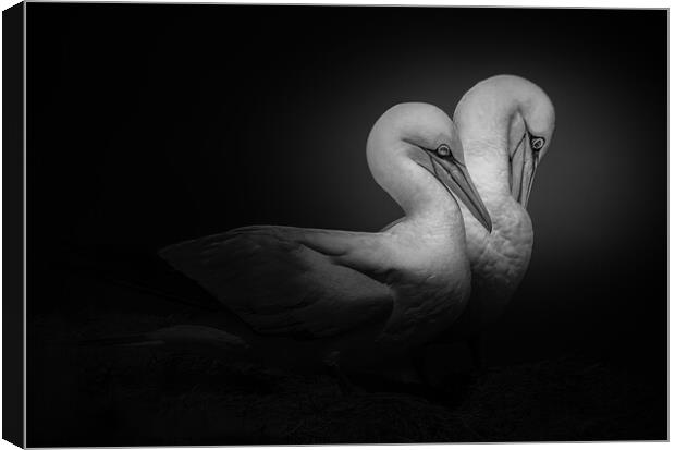 2 Gannets Canvas Print by Stephen Giles