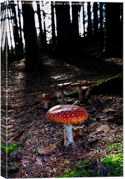  Mushroom Canvas Print by Clive Rees