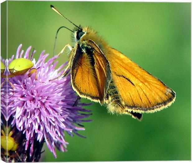 Large skipper Canvas Print by Chris Keast