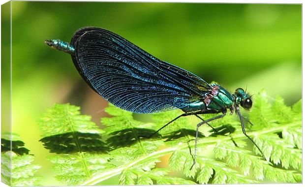 Beautiful Demoiselle Canvas Print by Chris Keast