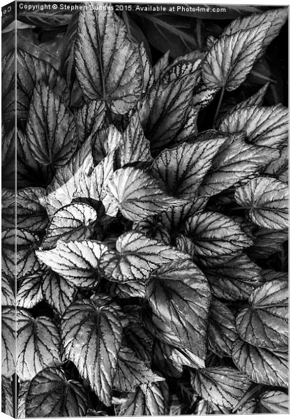  Tropical Foliage B&W Canvas Print by Stephen Suddes