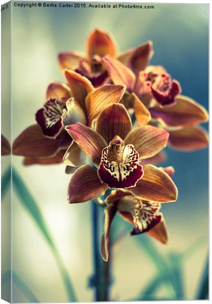  Colourful orchids Canvas Print by Bertie Carter
