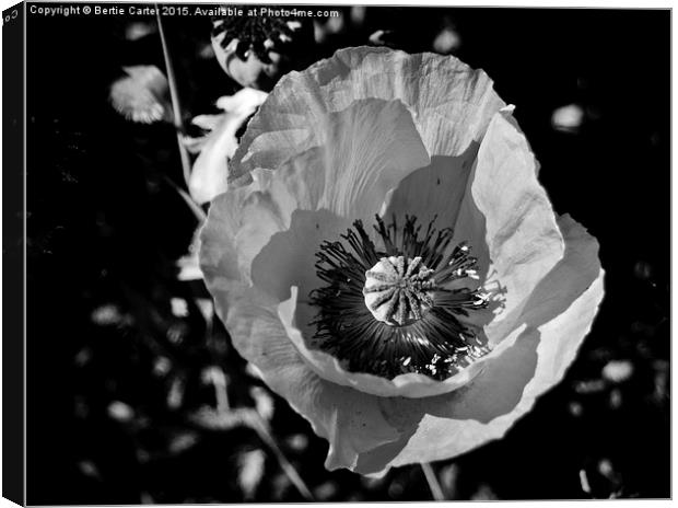  Poppy Flower Canvas Print by Bertie Carter