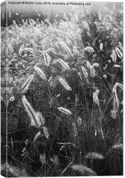  Morning dew in field Canvas Print by Bertie Carter