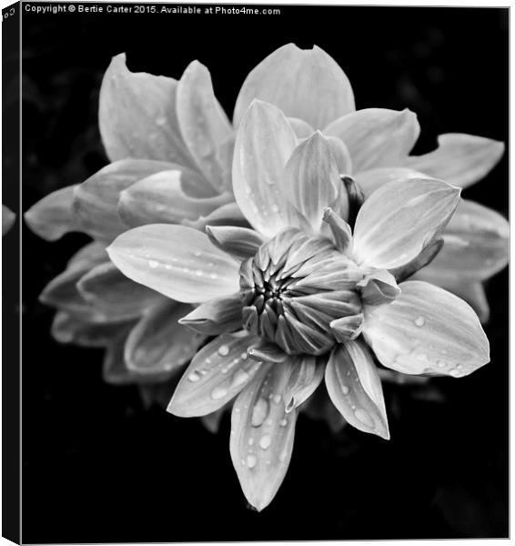  Black and white flower Canvas Print by Bertie Carter