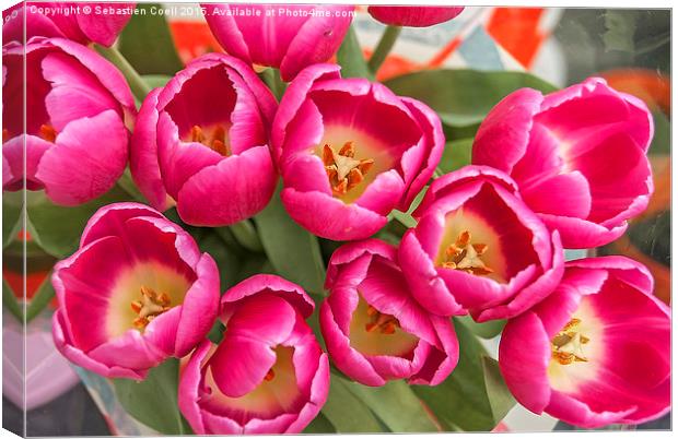 easter tulips Canvas Print by Sebastien Coell