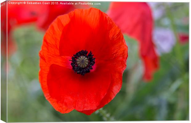 Poppies Canvas Print by Sebastien Coell