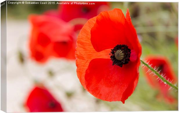 Poppies Canvas Print by Sebastien Coell