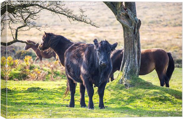 Cow dartmoor Canvas Print by Sebastien Coell