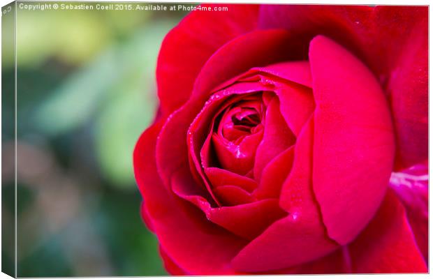 Red Rose Canvas Print by Sebastien Coell