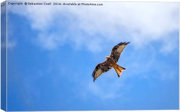 Redkite overhead. Canvas Print by Sebastien Coell