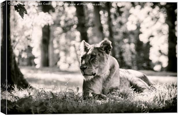 Lioness in black and white Canvas Print by Sebastien Coell