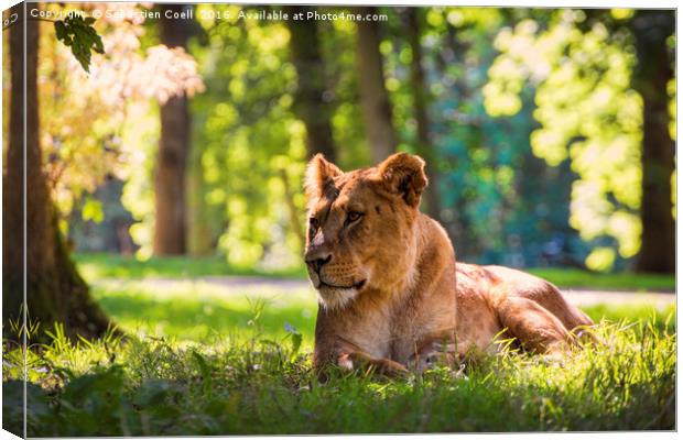 Lioness sits in the forest Canvas Print by Sebastien Coell