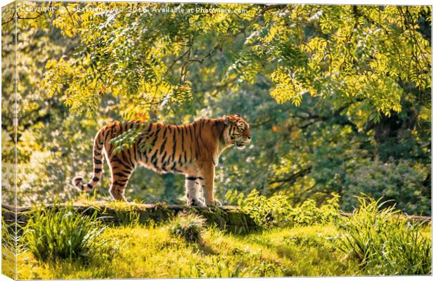 The hunter in the woods Canvas Print by Sebastien Coell