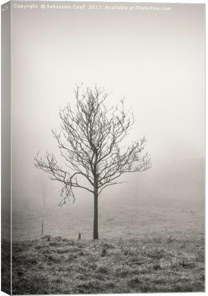 Silver birch tree Canvas Print by Sebastien Coell