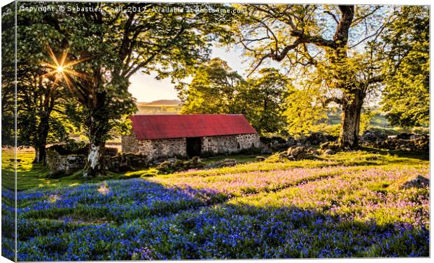 The Bluebells at Emsworthy common on the Dartmoor  Canvas Print by Sebastien Coell