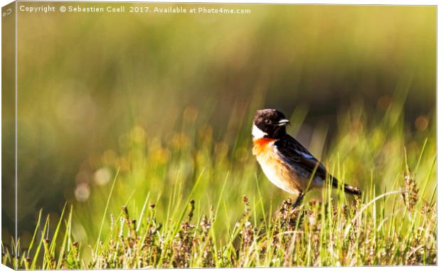 Stonechat sits at Loch Etive on the Scottish Highl Canvas Print by Sebastien Coell