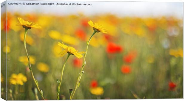 Poly Joke Flowers Canvas Print by Sebastien Coell