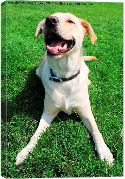 Smiling Harvey Canvas Print by Becky shorting