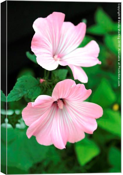 Pink flowers Canvas Print by Becky shorting