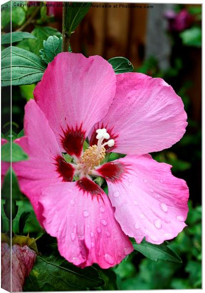 pink flower  Canvas Print by Becky shorting
