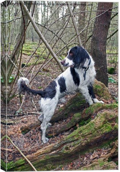 Manny at Reffley Woodland Canvas Print by Becky shorting
