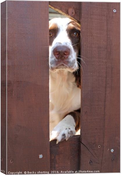 Manny's Garden Canvas Print by Becky shorting