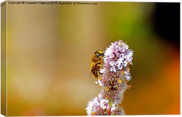  Bee or not to be :) Canvas Print by Krzysztof Oszkinis