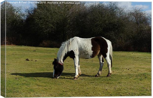  New Forest Pony Canvas Print by Paul Chambers