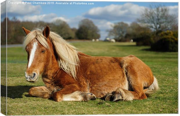  Resting Pony Canvas Print by Paul Chambers