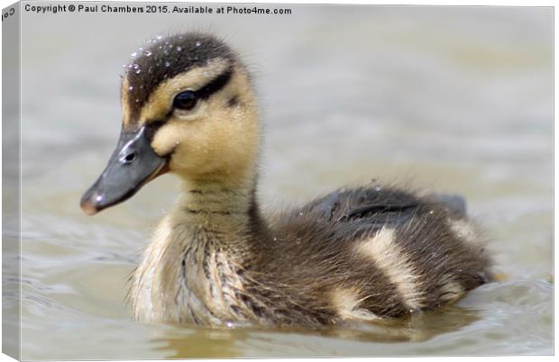  Duckling Canvas Print by Paul Chambers